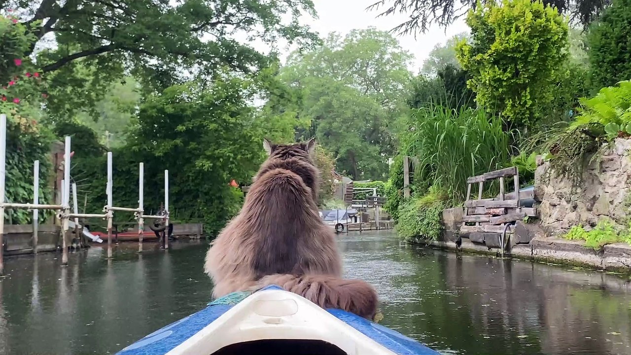 Kayaking Kitty Goes for Calm Ride in the Rain