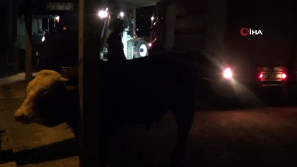 20 büyükbaş hayvan yağış nedeniyle çöken çatının altında kaldı