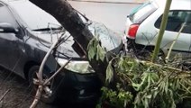 Após colisão contra Palio, Corolla atinge árvore e carro estacionado na Rua da Bandeira
