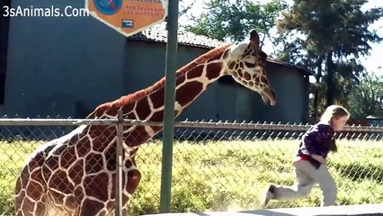 Funny Baby And Animals At The Zoo  Funny Baby Fails Video