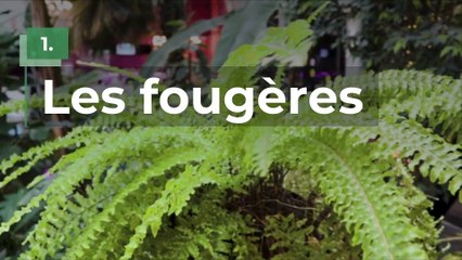 10 plantes à mettre dans sa salle de bain parce qu'elles adorent l'humidité