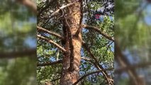 Yavru ayı orman işletme ekiplerini görünce korkudan ağaca böyle tırmandı