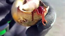 Une mini pieuvre adorable sort d'un coquillage ! Surprise