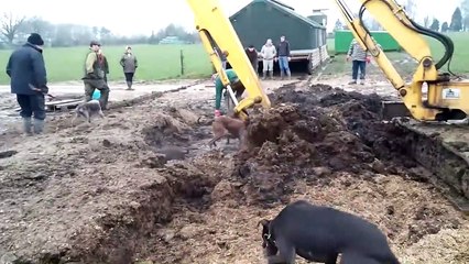 Des milliers de rats délogés de leur nid en creusant le sol d'une ferme