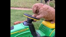 Funniest & Cutest Golden Retriever Puppies #23 - Funny Puppy Videos 2019