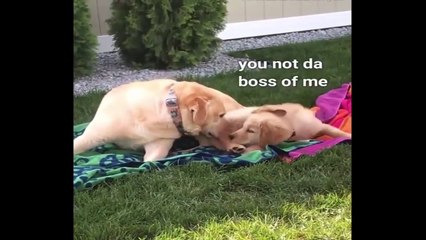 Funniest & Cutest Golden Retriever Puppies #22 - Funny Puppy Videos 2019