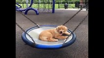 Funniest & Cutest Golden Retriever Puppies #21 - Funny Puppy Videos 2019