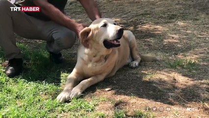 Tasmasız köpek gezdirmek suç mu?