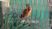 canary singing #2