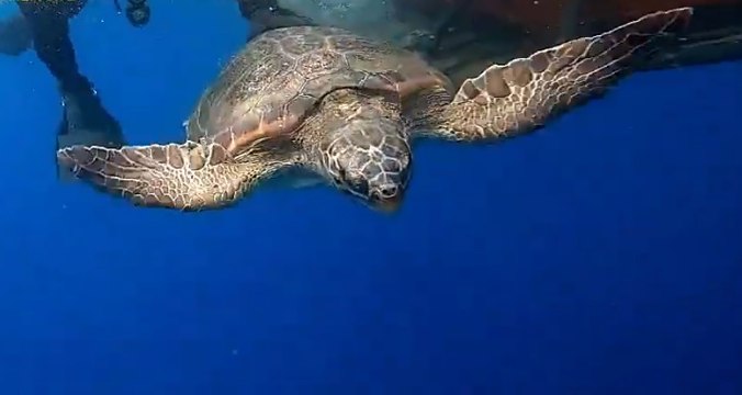 Ventotene - Rilasciate in mare 12 piccole tartarughe Caretta Caretta (28.06.21)