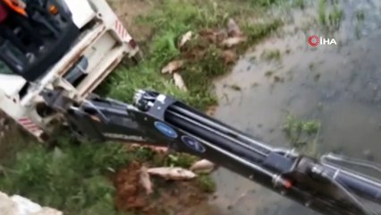 Ömerli Barajı'nda ölen balıklar iş makineleriyle toprağa gömülüyor