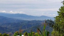 Keindahan alam Diatas Gunung || Hutan pinus dulamayo