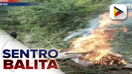 Nasa P10-M halaga ng marijuana, sinunog ng PNP sa Benguet