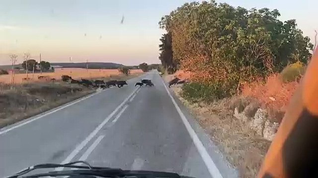 Alta Murgia: branco di cinghiali avvistato in zona Andria - Corato - Castel del Monte