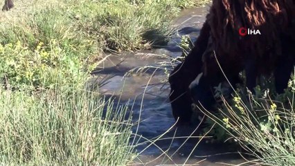 Devlet desteğiyle koyun varlığı artıyor