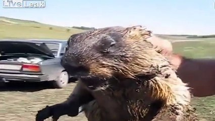 Sıçanın çıkardığı sese inanamayacaksınız!