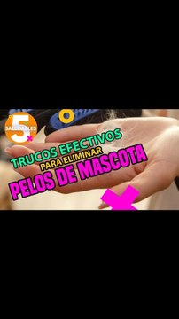 Trucos efectivos para eliminar los pelos de mascota de tu ropa. | Salud180