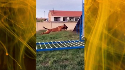 The strangest dog you will ever see-  أغرب كلب ستراه على الإطلاق