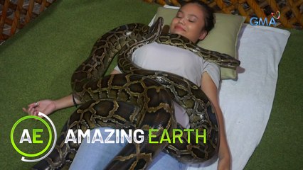 Amazing Earth: The extraordinary Python massage in Kalibo, Aklan