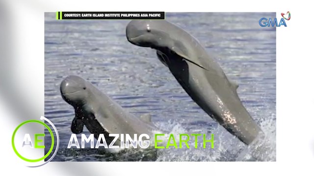 Amazing Earth: Saving the Irrawaddy Dolphins Campaign