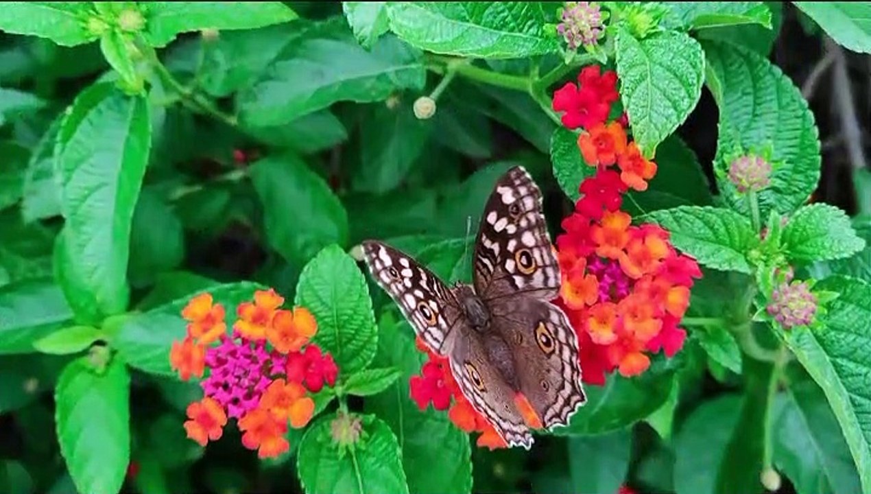 beautiful butterfly