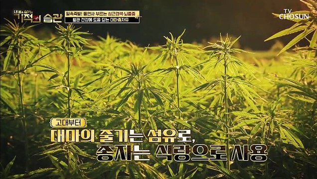 좋은 기름 혈관 건강을 위해 섭취하는 ★대마종자유★ TV CHOSUN 210622 방송