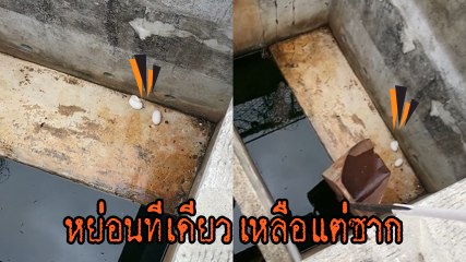 เปิดอาชีพสุดโหด ! เก็บไข่จระเข้ ถ้าอยากร่างกายครบ 32 แนะนำว่าอย่าคิดทำ