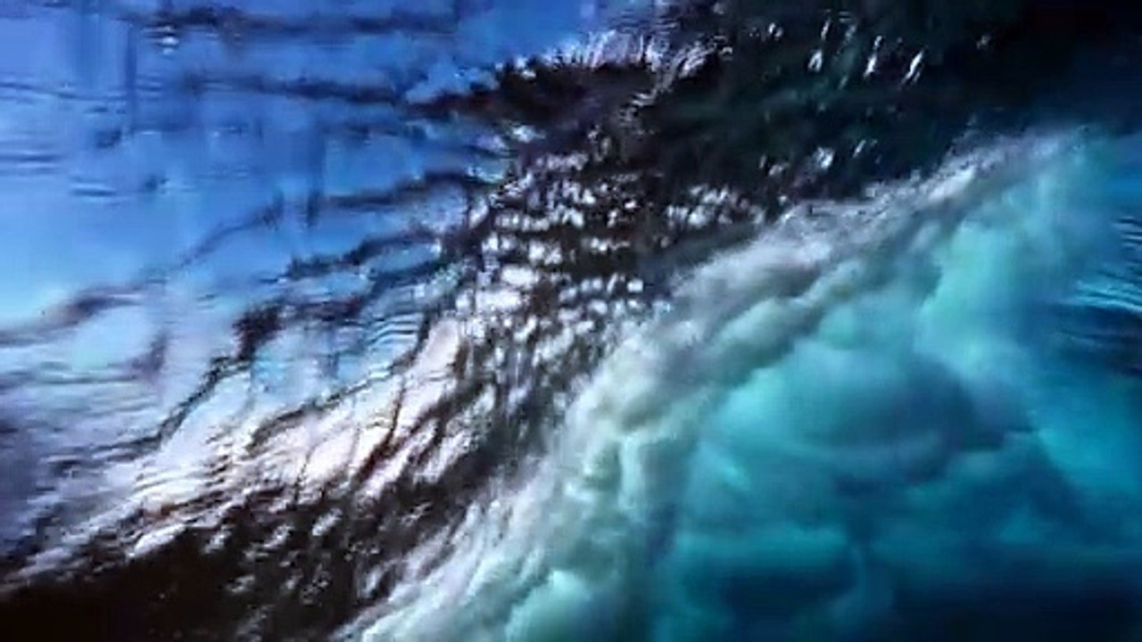 El Canto del Delfin