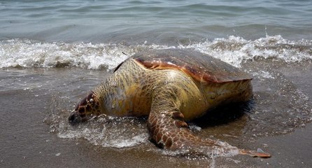 Gemi yangınının etkileri sürüyor: Ölü kaplumbağalar kıyıya vurdu