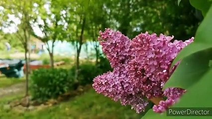 Support the Olive Branch Community Garden May 2021