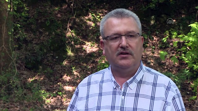 BURSA - Ihlamur ormanlarında 'mis kokulu' hasat başladı