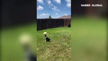 Topu burnunda defalarca sektiren köpek kamerada