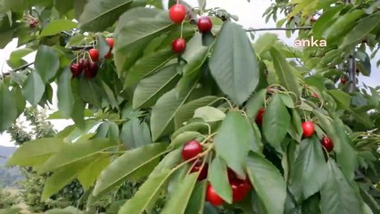 Bilecik’te bir çiftçi "bu iş yapılmaz” diyerek 500 kök kiraz ağacını kesti