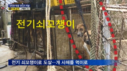 '전기로 도살, 먹이는 음식쓰레기'…동물학대 무더기 적발