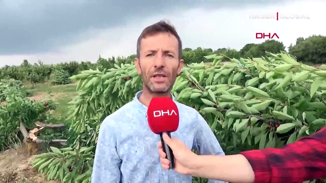 Üreticinin kiraz tepkisi: Bahçede 2 lira olan kiraz tezgahta 15 lira diyerek ağaçlarını kesti