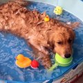 Funniest & Cutest Golden Retriever Puppies #1- Funny Puppy Videos 2020