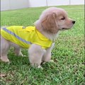 Funniest & Cutest Golden Retriever Puppies #39- Funny Puppy Videos 2019