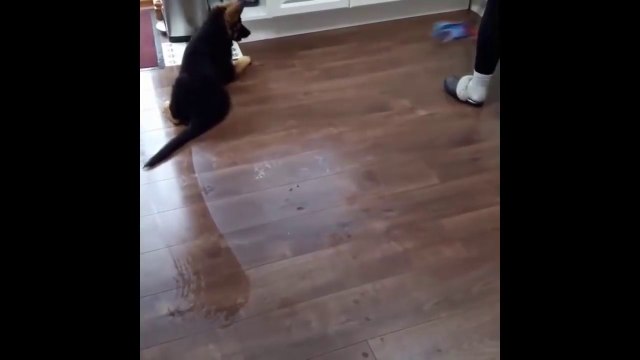 Funniest & Cutest German Shepherd Puppies #19 - Funny Dogs Compilation 2018