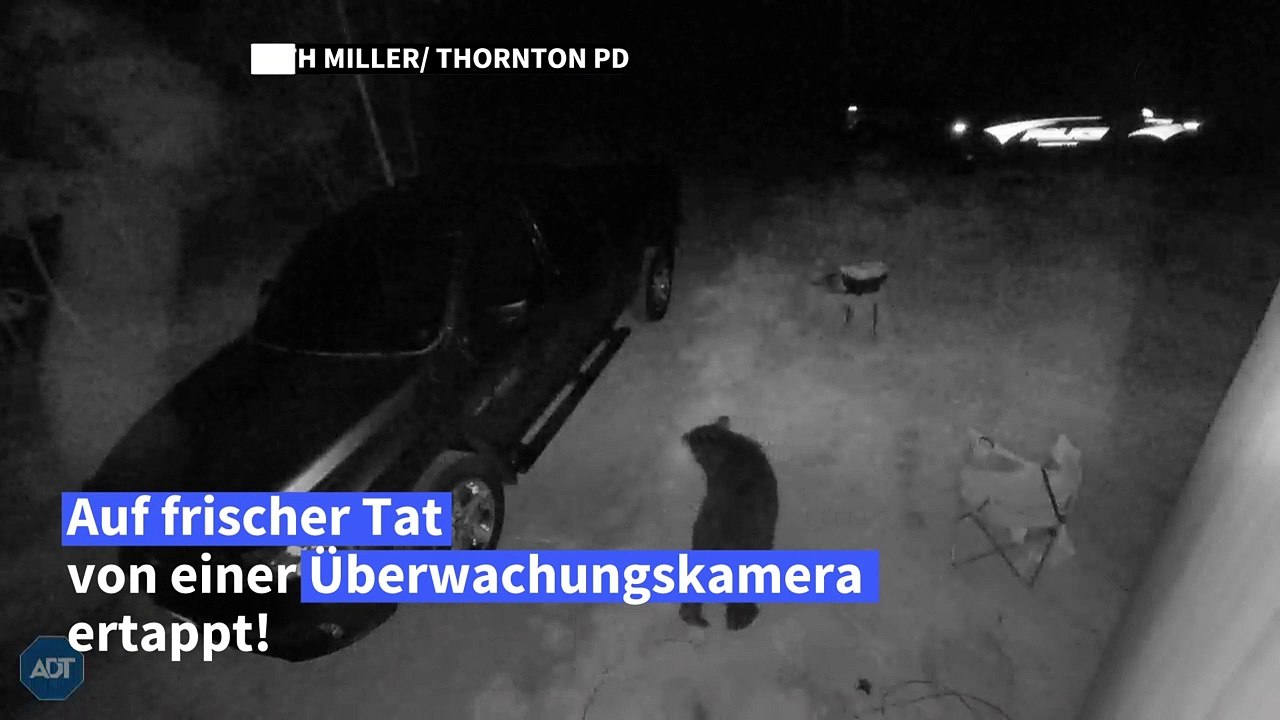 Überwachungskamera überführt Bären als Serieneinbrecher