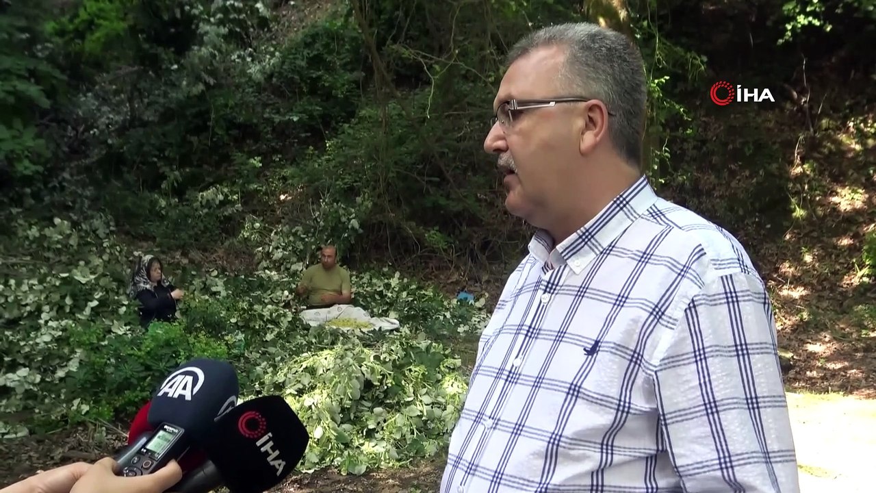Toptan kilosu 250 TL'den alıcı buluyor... Türkiye’nin en büyük ıhlamur ormanlarında hasat başladı