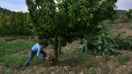 Kiraz para etmeyince, bin 500 ağacını kesti