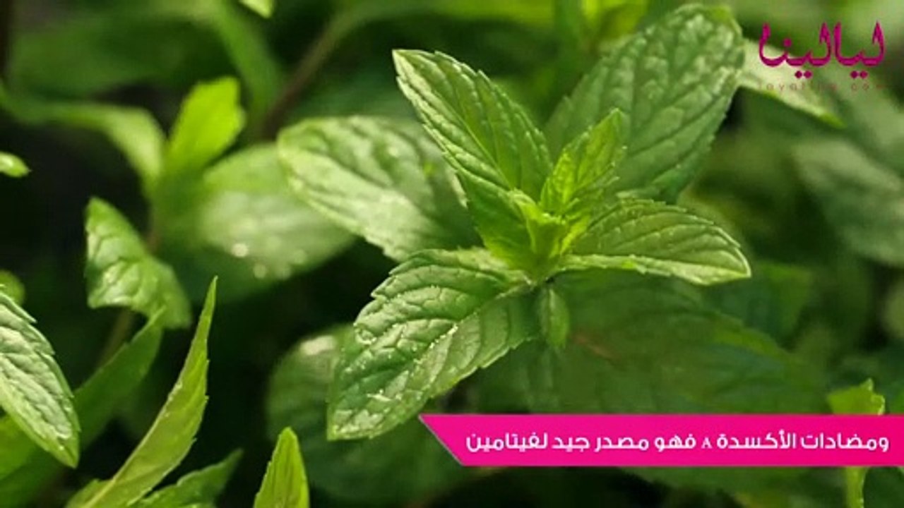 ٥ فوائد لمشروب النعناع