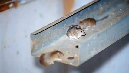 Australisches Gefängnis wird wegen Mäuseplage geräumt