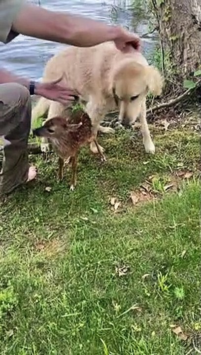 Etats-Unis: Un chien sauve de la noyade un faon en difficulté dans un lac - Regardez les images du sauvetage - VIDEO