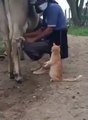 Doğal kaynaktan süt içen Kedi
