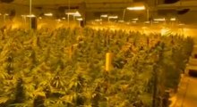Buscate (MI) - Scoperto maxi laboratorio di marijuana (22.06.21)