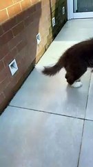 Clear Glass Confuses Puppy