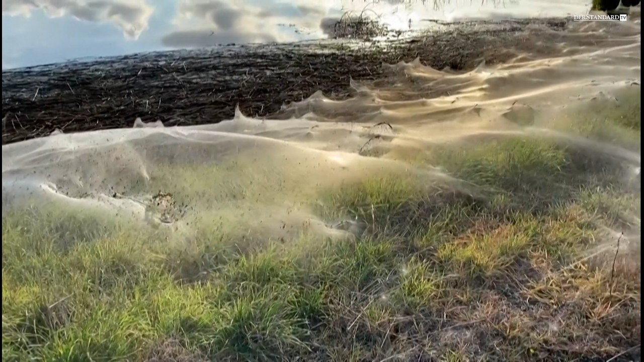 Australien: Gigantisches Spinnennetz bedeckt Landstriche