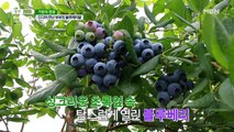 드디어 만난 부부의 ♠블루베리밭♠