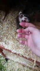 Une maman furet présente ses petits